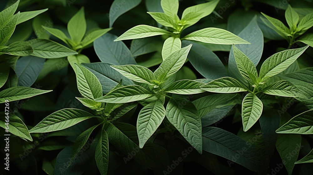 Green Leaves Pattern Background, Natural green leaves background texture.