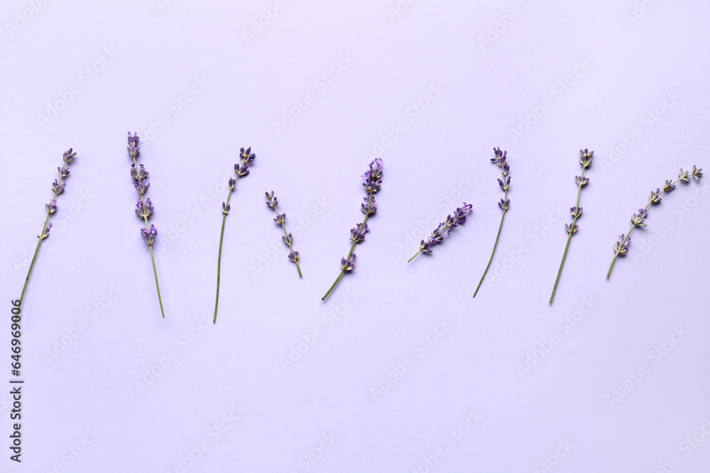 Branches of beautiful lavender flowers on blue background