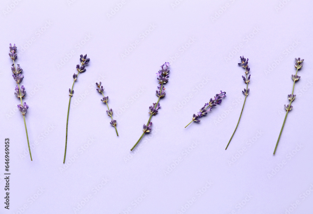 Branches of beautiful lavender flowers on blue background