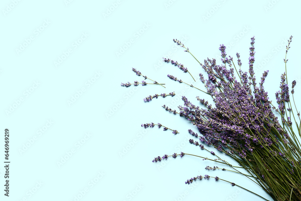 Branches of beautiful lavender flowers on blue background