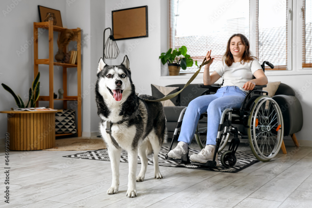 Young woman in wheelchair and with husky dog at home