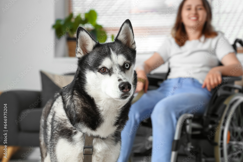 Cute husky dog and young woman in wheelchair at home