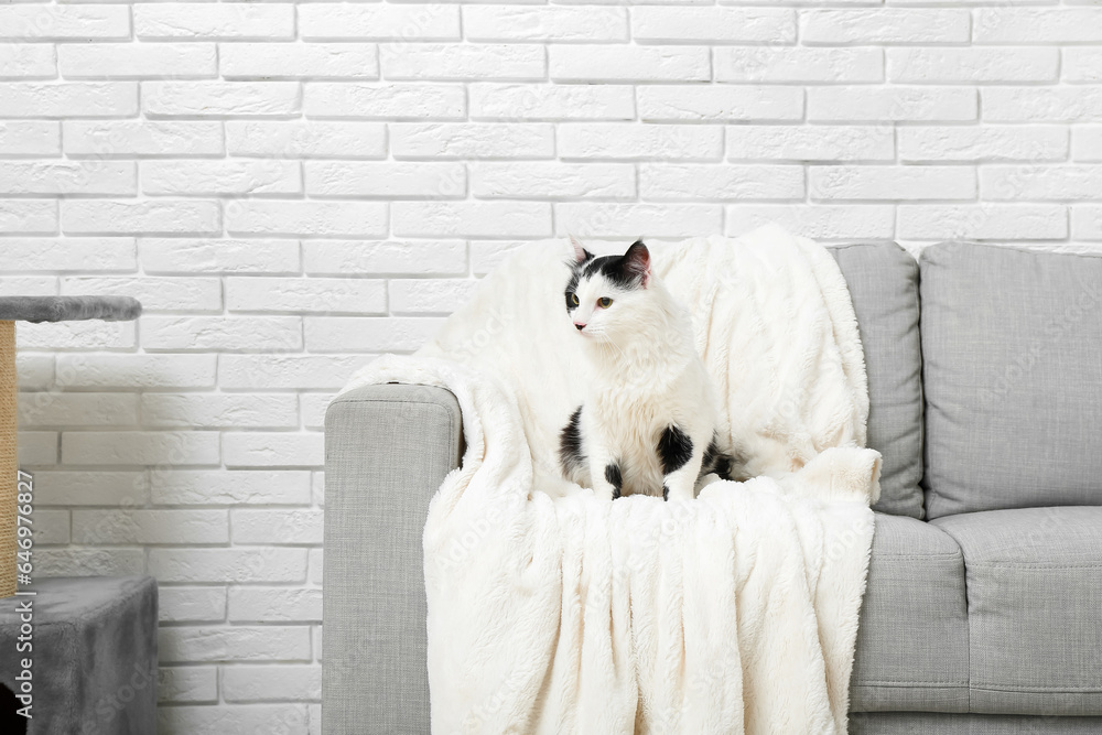 Cute cat on soft sofa in living room