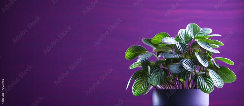 Close up of a green plant on a purple background Peperomia prostrata