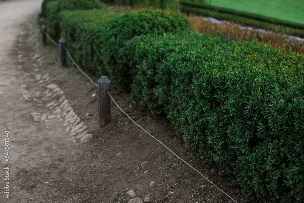 Beautiful green bushes in autumn park