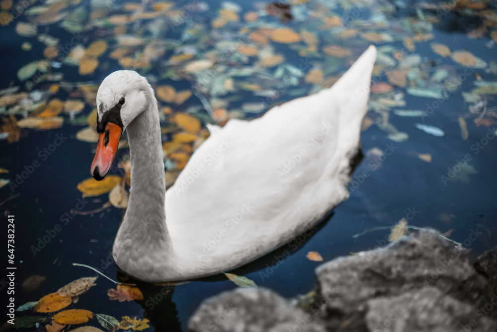 Beautiful swan swimming in lake on autumn day