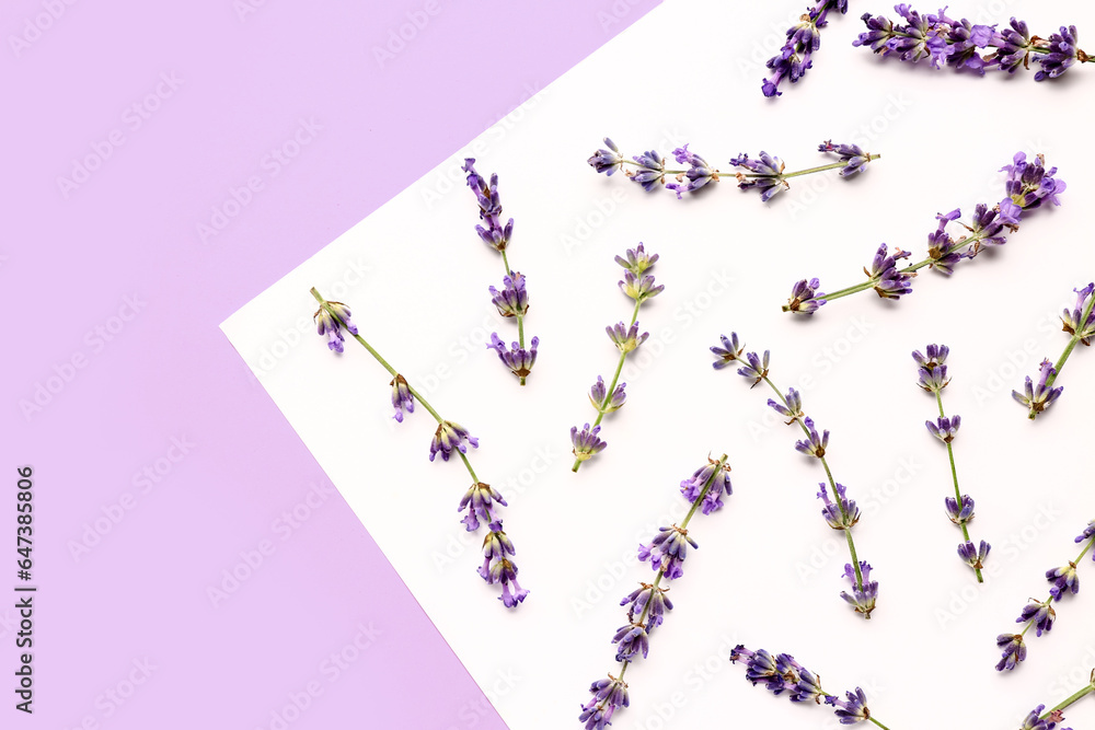 Composition with branches of beautiful lavender flowers on color background