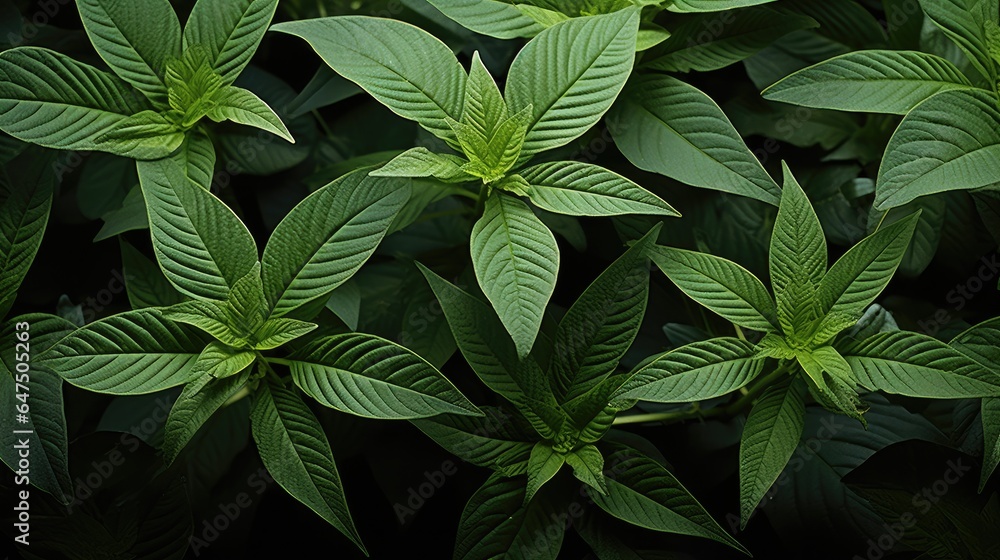 Green Leaves Pattern Background, Natural green leaves background texture.