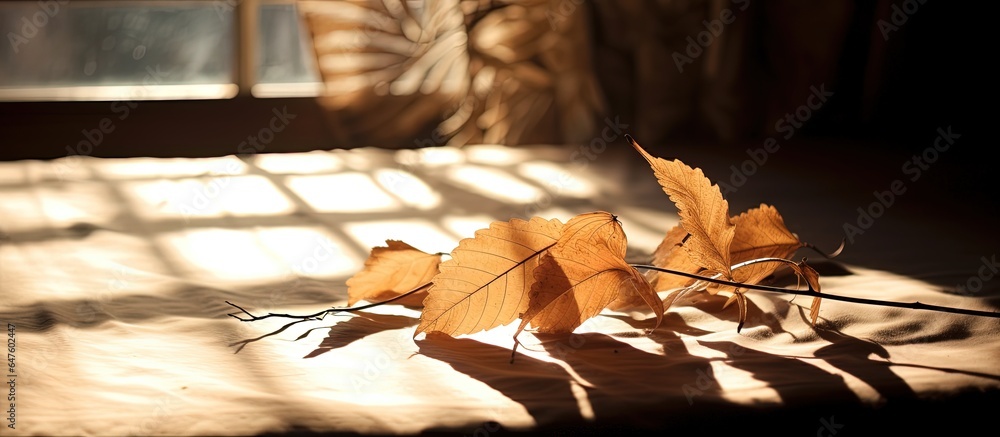 Backlit table with dried leaves