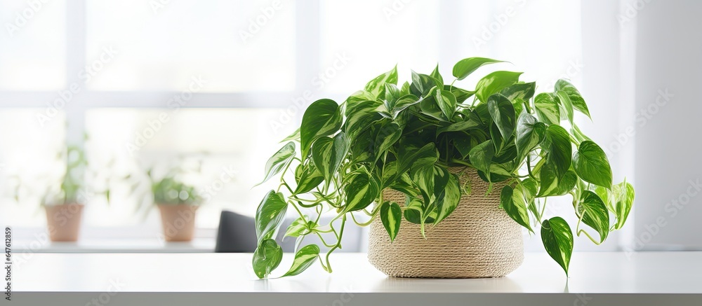 Bright green Epipremnum aureum in a white basket on the office table