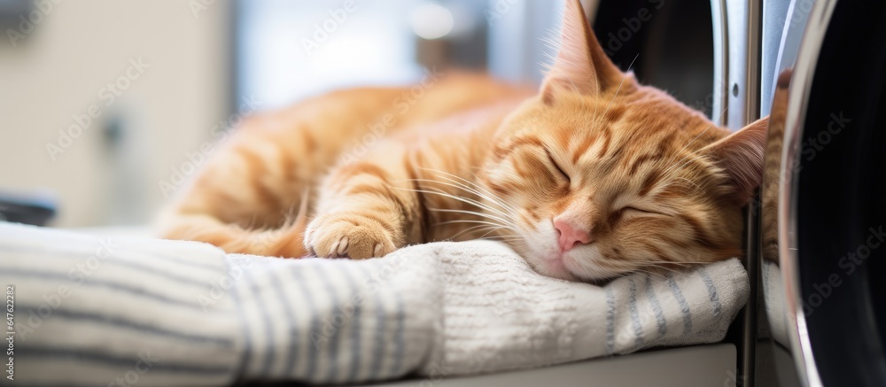 Closeup of a ginger tabby cat snoozing on bathroom washing machine