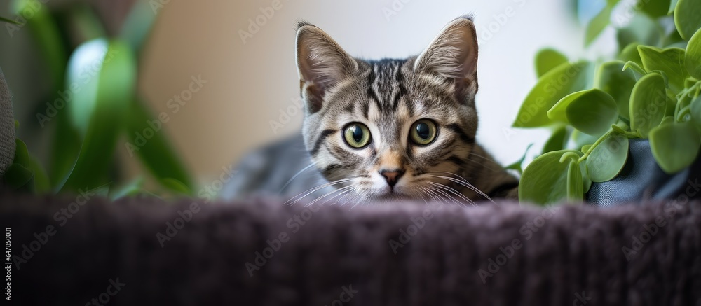 Funny cat portrait indoors Cute kitten playing at home