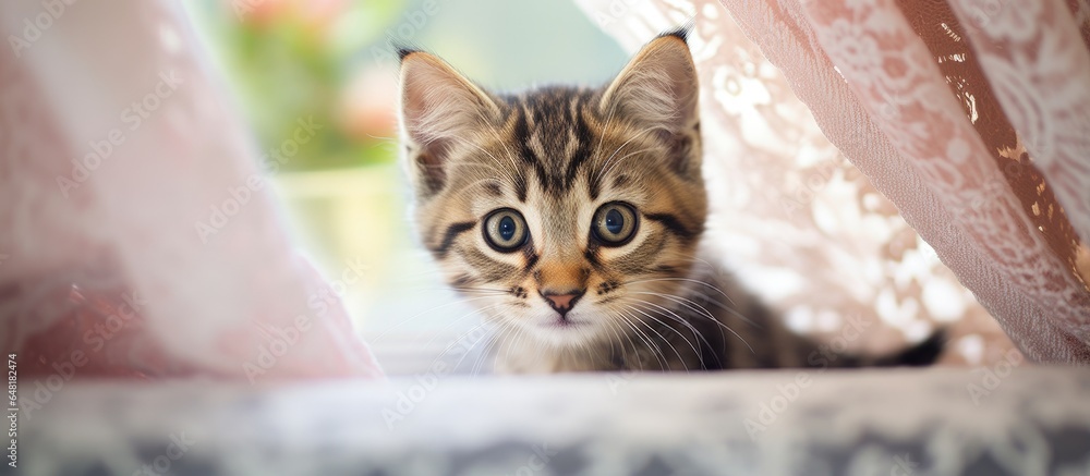 Tabby kitten hidden behind lace curtain focused