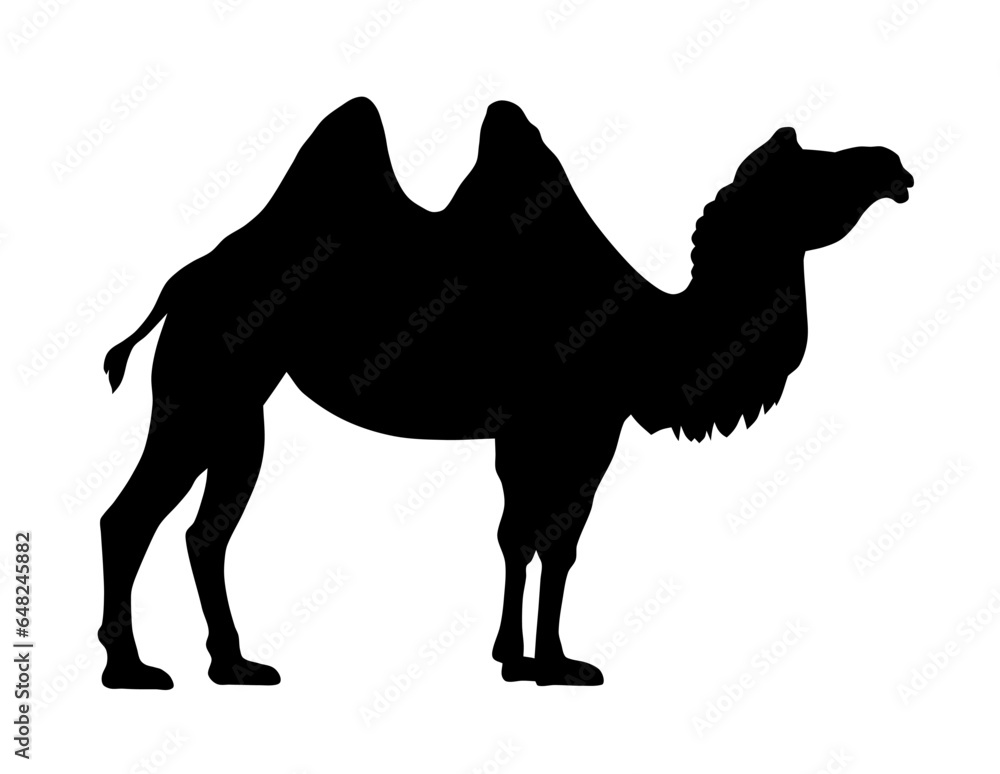 Camel