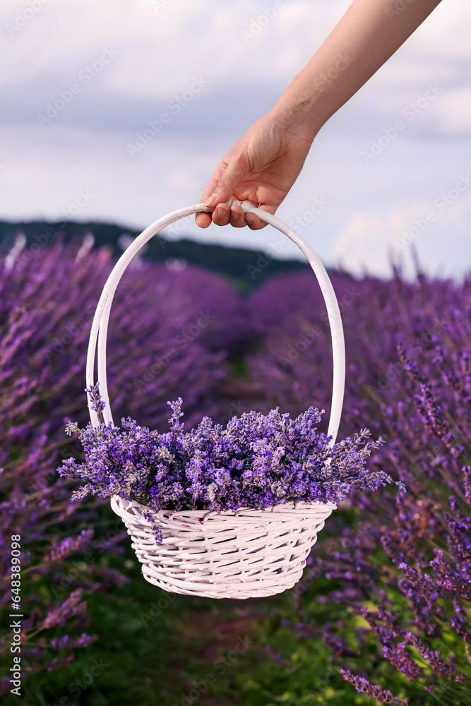 Woman holding wicker basket with lavender in field, closeup