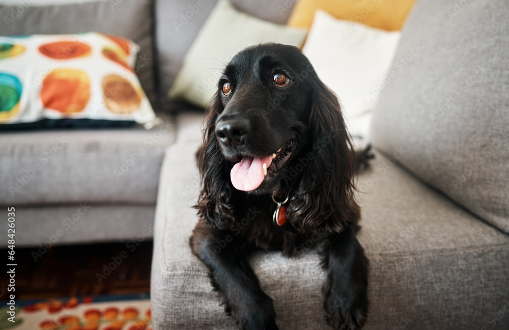 Relax, cute and a dog on a sofa in the living room of their home as a domestic pet or companion. Couch, lounge and a loyal cocker spaniel waiting in a house with trust while lying on furniture