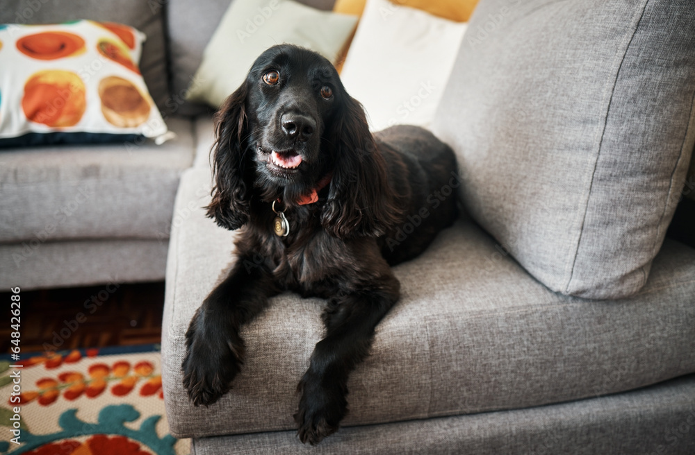 Relax, loyalty and a pet dog on a sofa in the lounge of a home as a domestic pet or companion. Couch, living room and a cute cocker spaniel waiting in a house with trust while lying on furniture