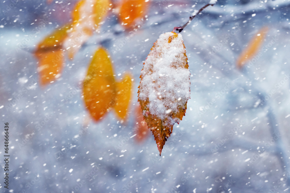 Snow-covered yellow-orange dry leaves on a tree in winter during a snowfall