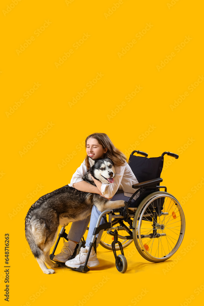 Young woman in wheelchair and with husky dog on yellow background