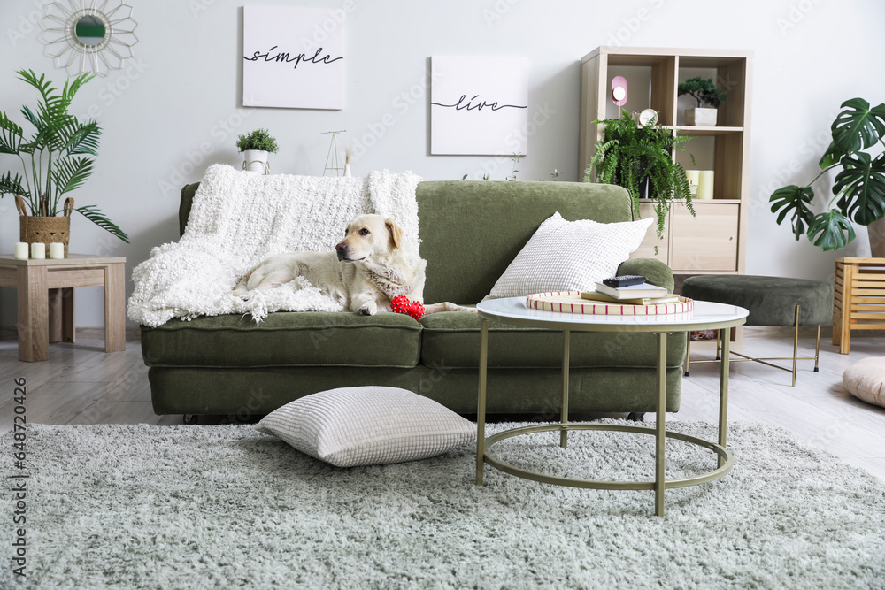 Cute Labrador dog with pet toy lying on sofa in living room