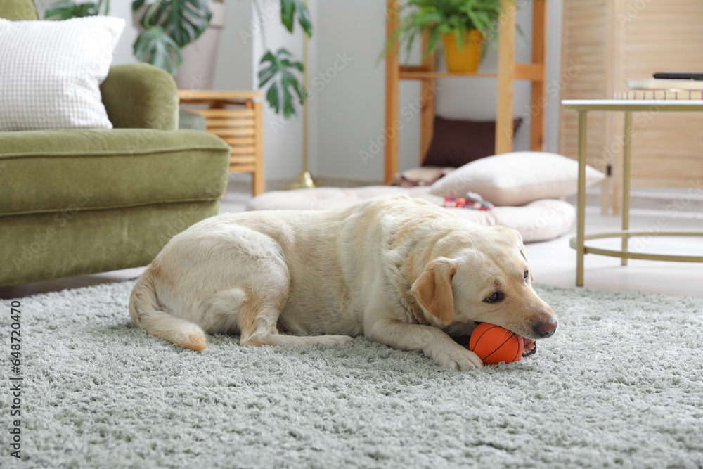 Cute Labrador dog lying on carpet in living room and playing with pet toy