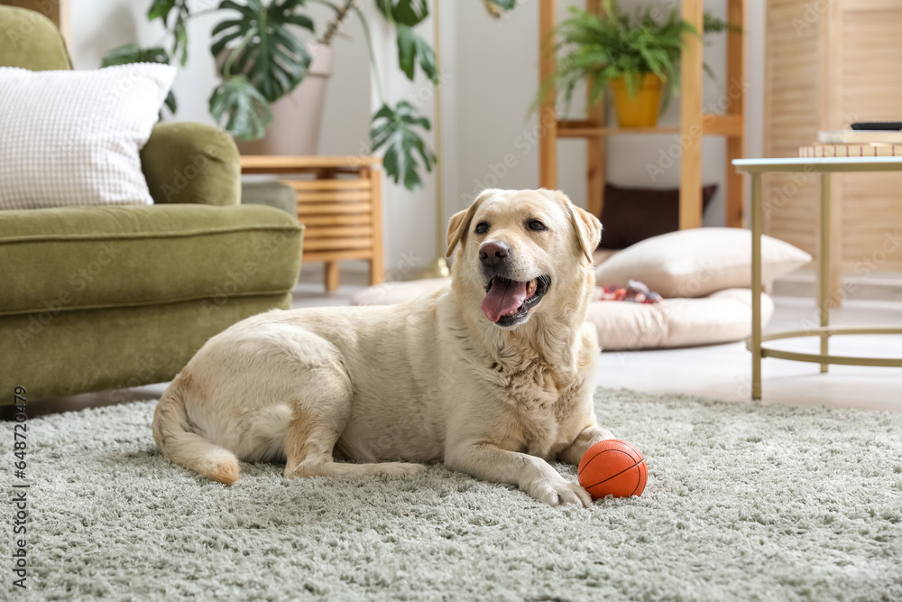 Cute Labrador dog lying on carpet in living room and playing with pet toy