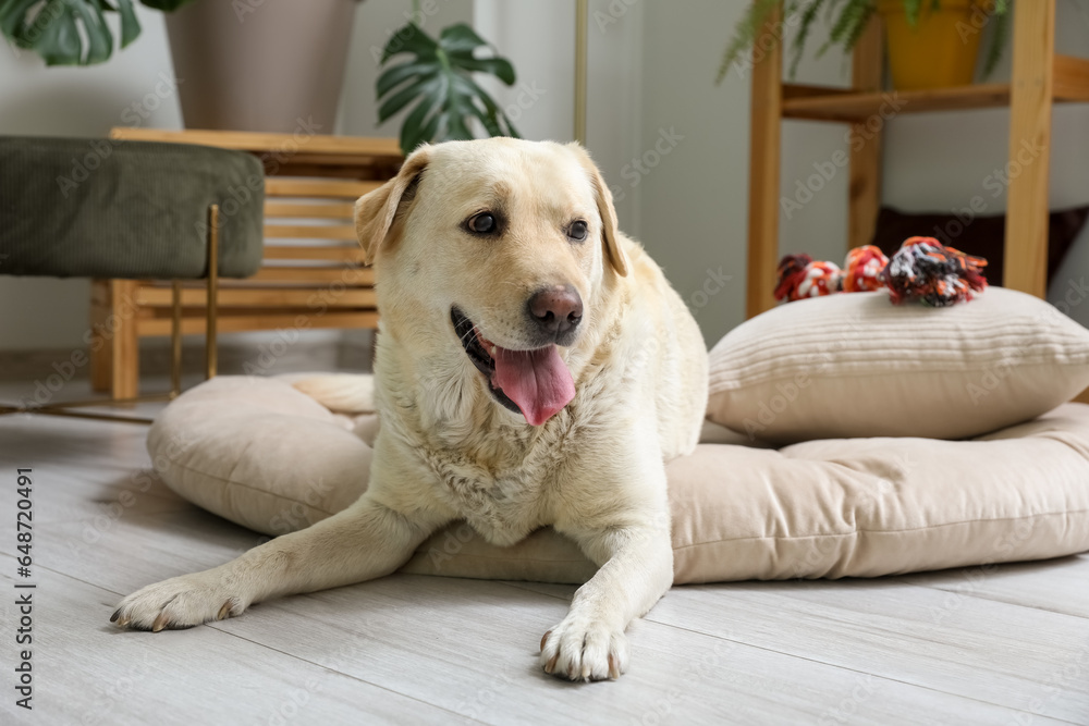 Cute Labrador dog with toy lying on pet bed in living room