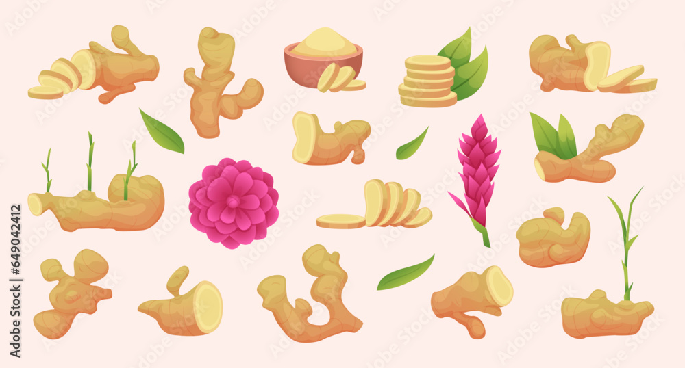 Ginger. Natural food healthy products exact vector sliced ginger spice plants illustrations in cartoon style