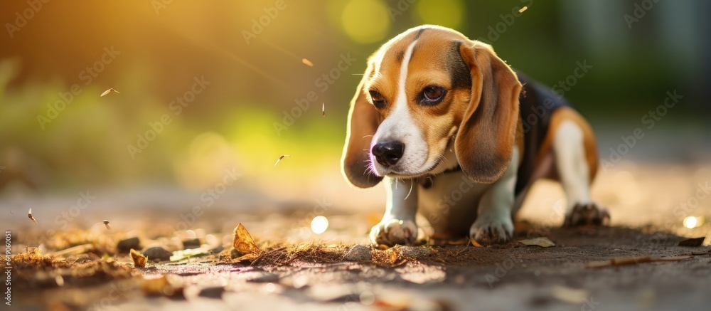 Beagle dog s skin problem itching legs allergy or stress reaction