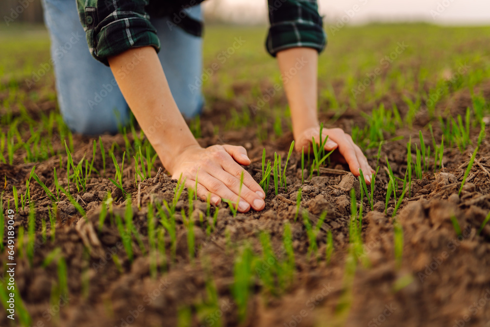 Farm owner works in the field, inspecting mature wheat sprouts. The woman touches the seedling and checks the quality and its growth. Growing agricultural crops, green shoots.