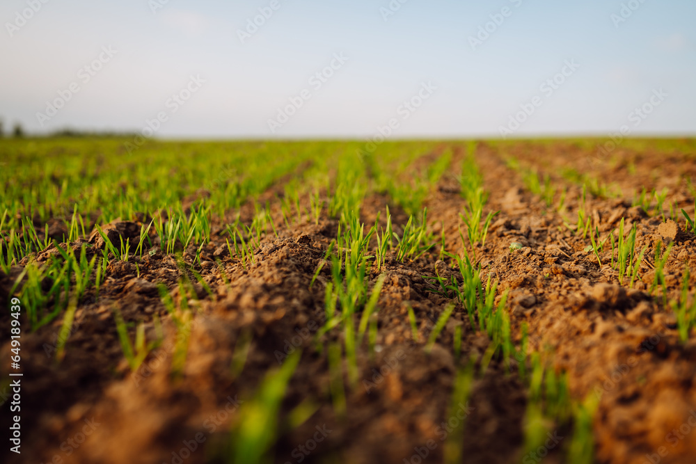 Sprouting field, black earth, green sprouts. Young seedlings growing on a field in black soil in the sunset light. Agriculture.