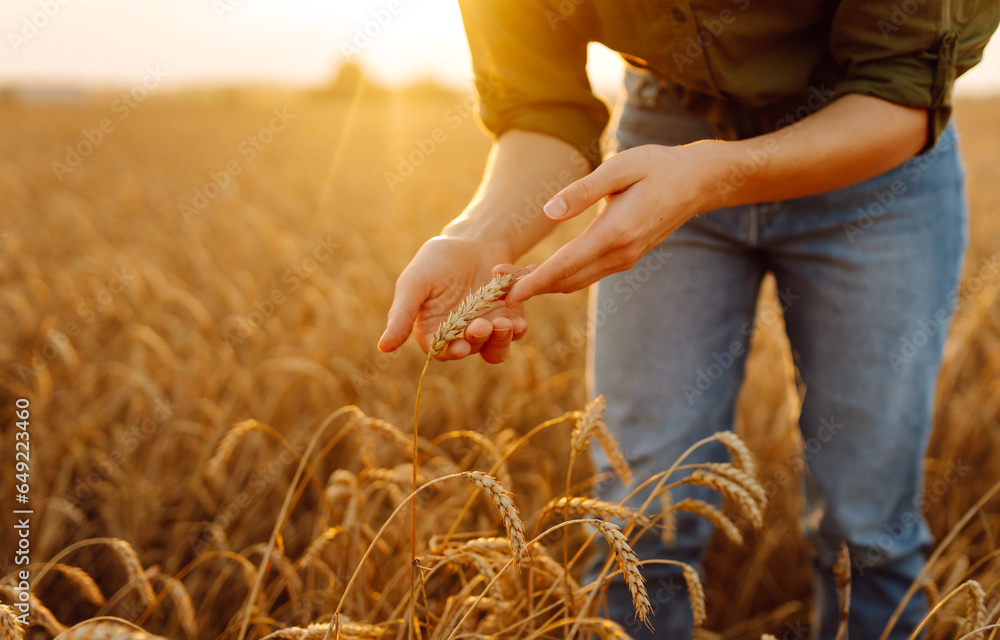 A woman farmer touches golden wheat, analyzes the harvest, checks the quality of the wheat field. Gardener concept. A bountiful harvest.