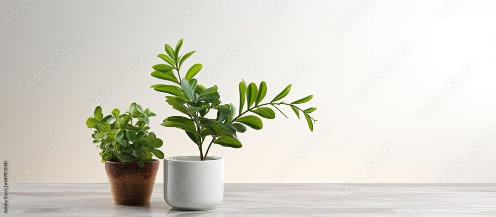 Front view of a white kitchen with utensils a green houseplant and space for text