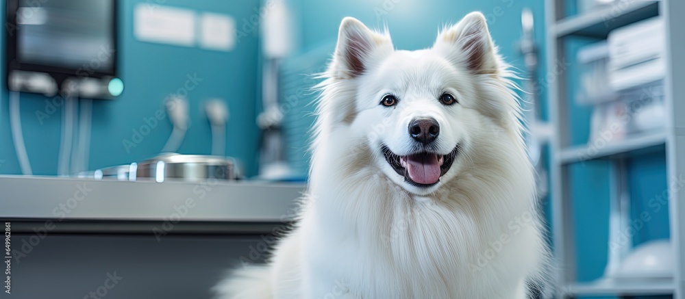 Adorable dog rests in veterinary office