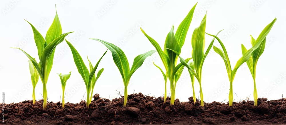 Corn seedlings are growing from fertile soil agriculture concept