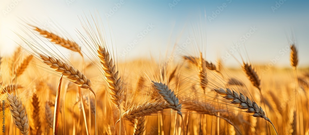 Applying blur to wheat spike and heads in a Serbian wheat field on a sunny afternoon in Vojvodina during spring