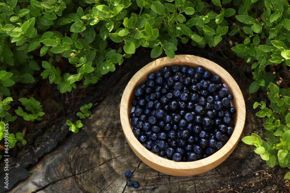 Wooden bowl of bilberries and green shrubs growing in forest, above view