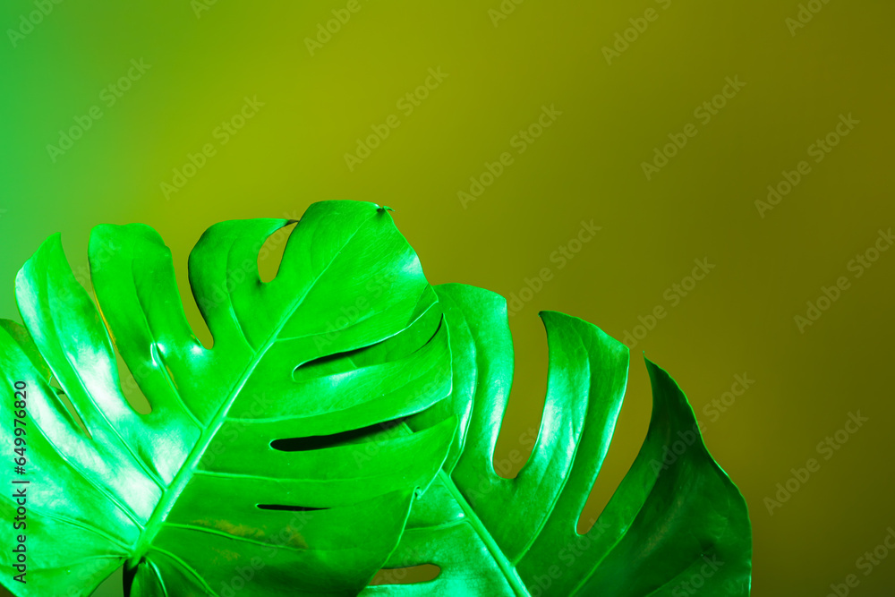 Neon tropical monstera leaves on green background