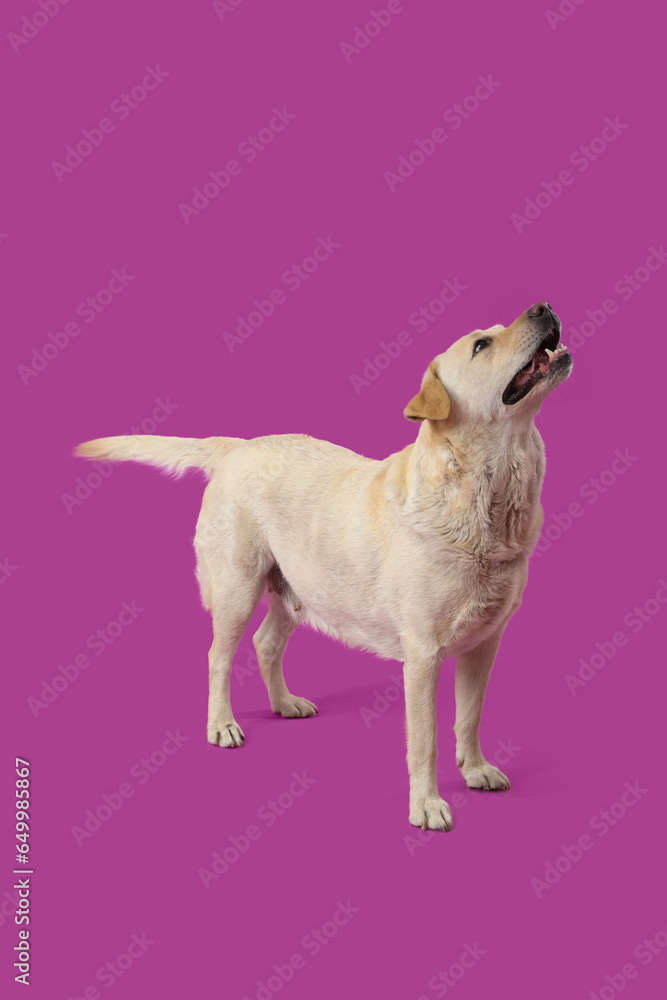 Cute Labrador dog on purple background