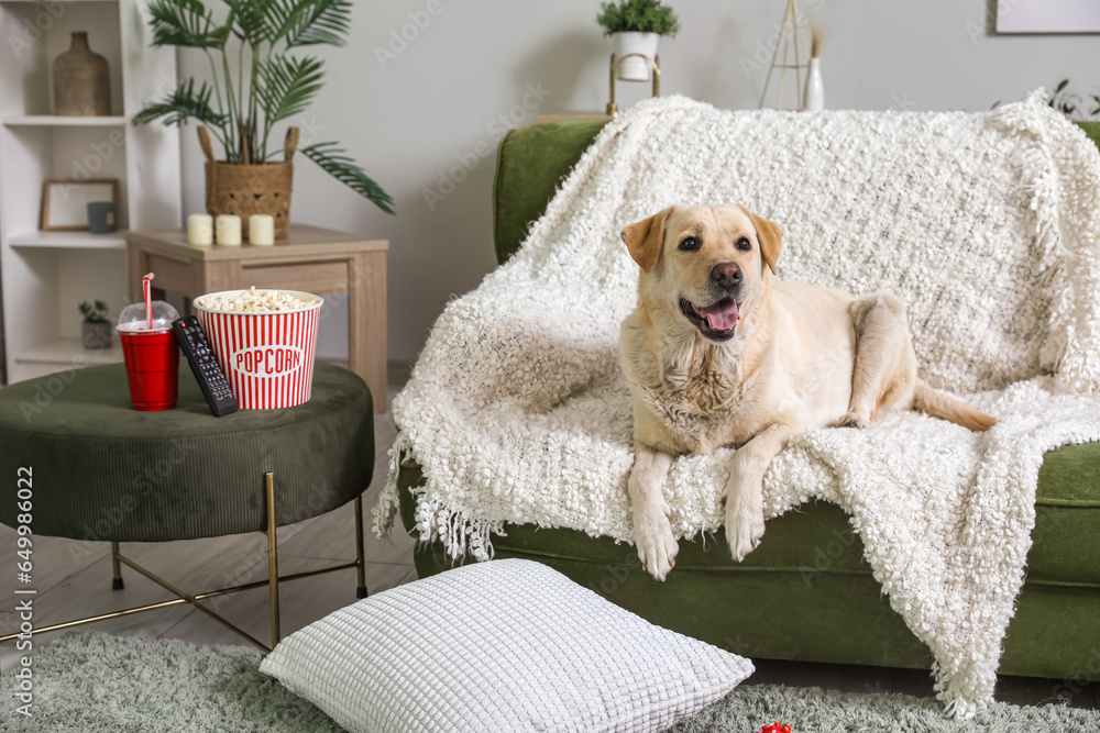 Cute Labrador dog with popcorn bucket, cup of soda and TV remote lying on sofa in living room