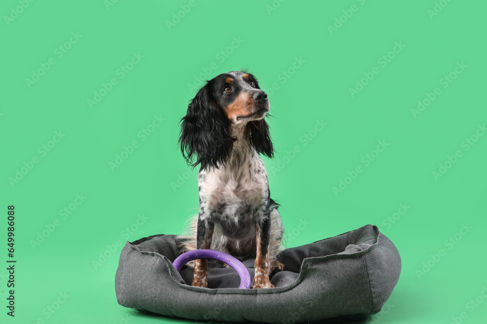 Cute cocker spaniel dog with toy sitting in pet bed on green background