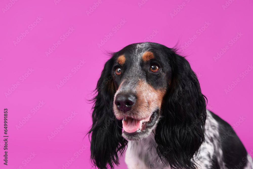 Portrait of cute cocker spaniel on purple background