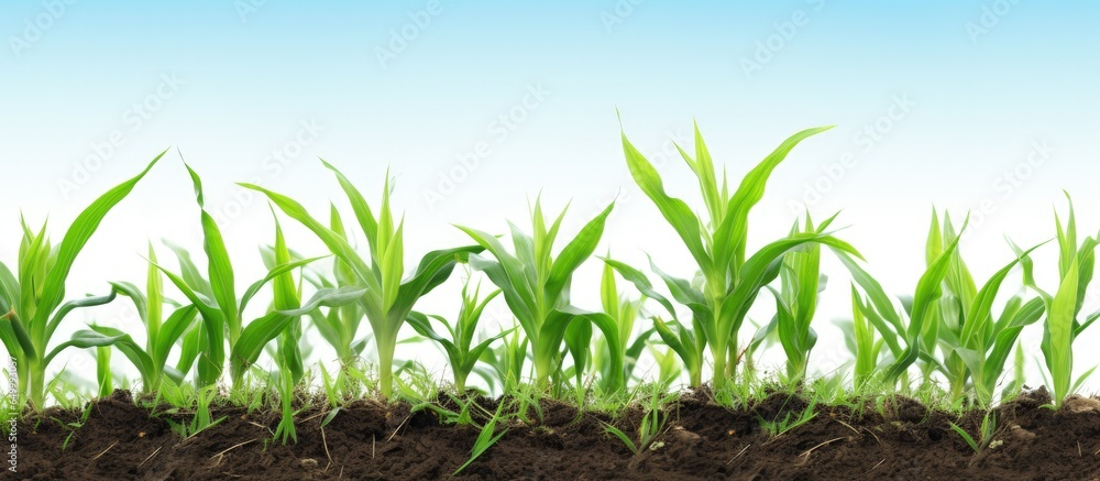 Expansive perspective of growing corn field