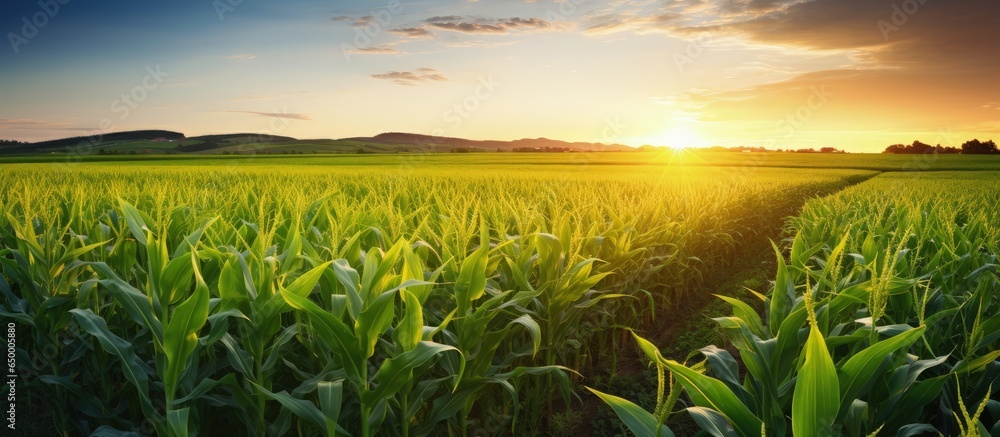 Sunset illuminates a garden of green corn