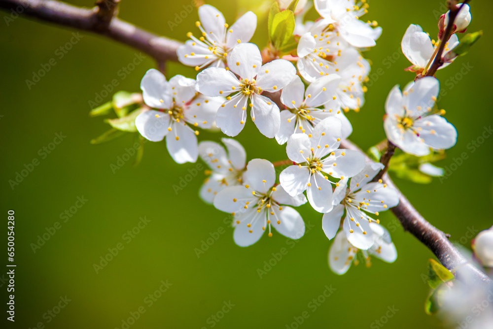 Cherry blossom branch in the garden in spring 