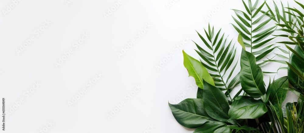 Minimalist style houseplant zamiokulkas with lush green leaves on white wall