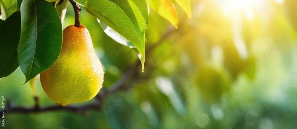 Pear on branch in natural environment