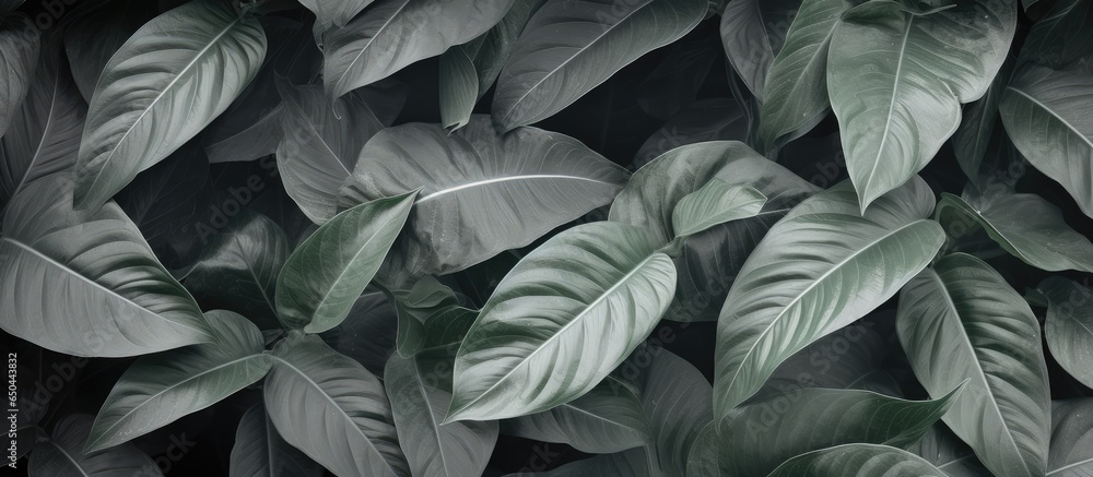 Texture wallpaper with tropical leaves in grey color