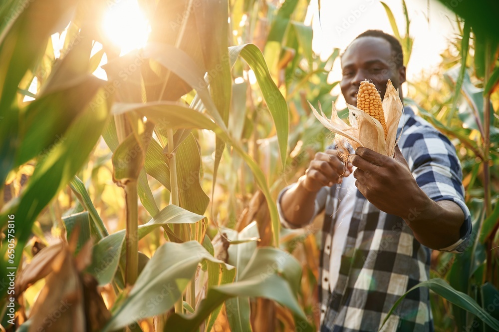 Sunlight is going through the leaves. Young black man is standing in the cornfield at daytime