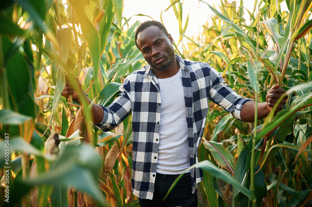 Standing and posing. Young black man is in the cornfield at daytime